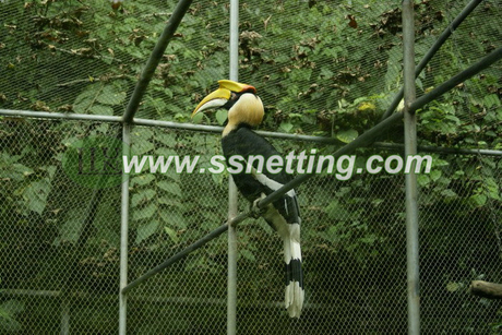 Bird toucan netting.jpg