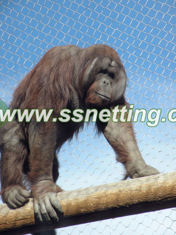 gorilla enclosure (4).jpg